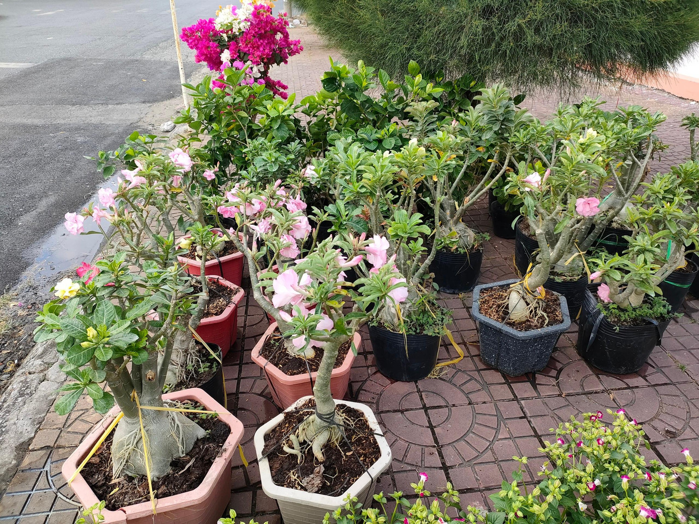 Các loại hoa của trường.