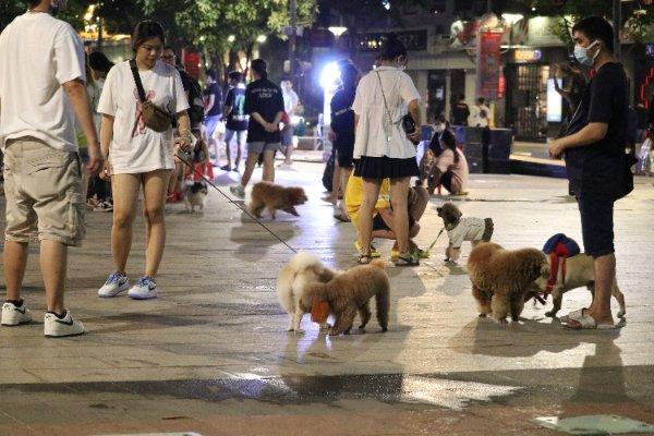 Sự xuất hiện của những &apos;thú cưng&apos; đã làm nhộn nhịp cả góc phố đi bộ Nguyễn Huệ.