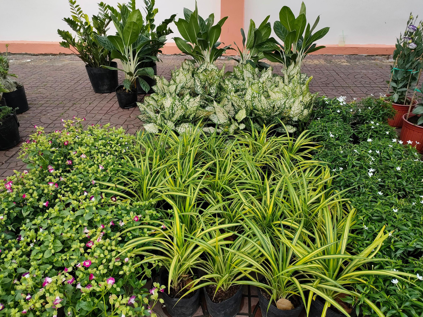 Đa dạng các loại hoa, cây kiểng tại gian hàng của trường.