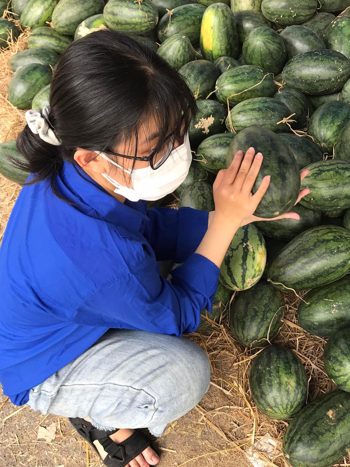 Như Ý, khoa Nhân học, trường ĐH KHXH&amp;NV (ĐHQG TP. HCM) tham gia hoạt động tình nguyện bán dưa hấu giúp nông dân.