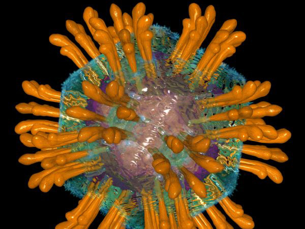 Hình ảnh virus viêm gan C. Ảnh: Internet Hình ảnh virus viêm gan C