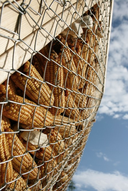 Thép được dùng để giữa các bắp ngô