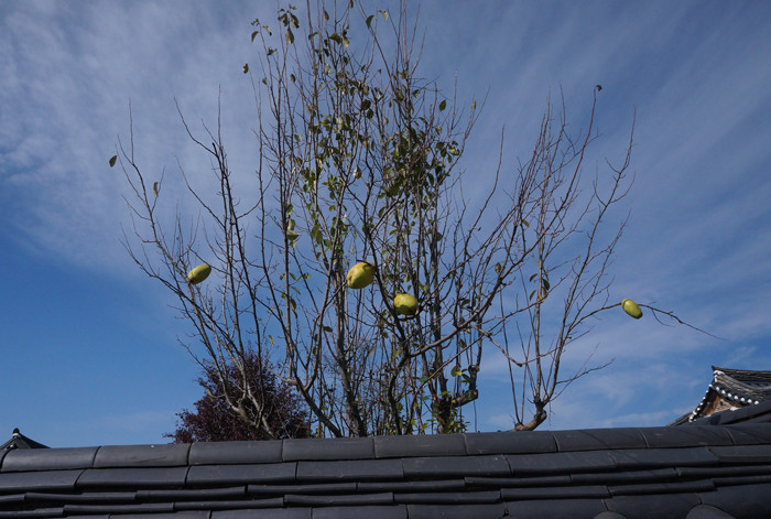 Cây trụi lá ở làng cổ Hahoe