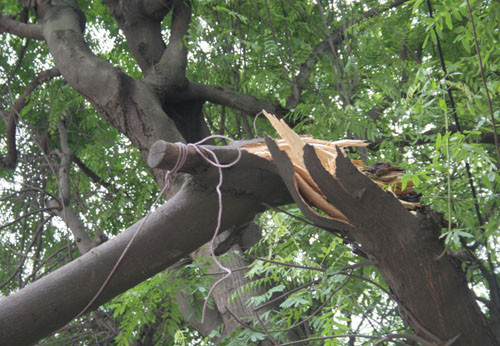 Vết gãy toác của cánh phượng