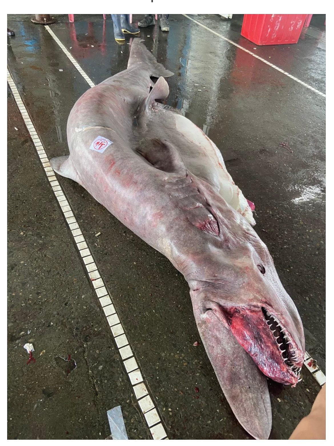 Cá mập yêu tinh mang thai 6 đứa con bị đánh bắt ở bờ biển Đài Loan.