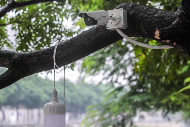 Bảo vệ cá Koi sông Tô Lịch suốt ngày đêm ảnh 5