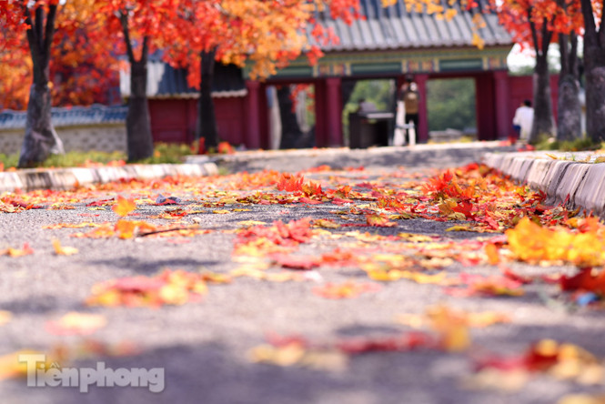 Ngỡ ngàng với con đường phong lá đỏ ở Hà Nội ảnh 4