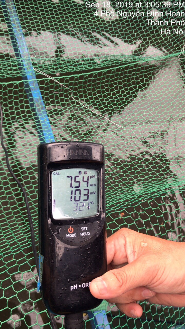 Cá Koi chết tại sông Tô Lịch nghi bị phá hoại ảnh 3