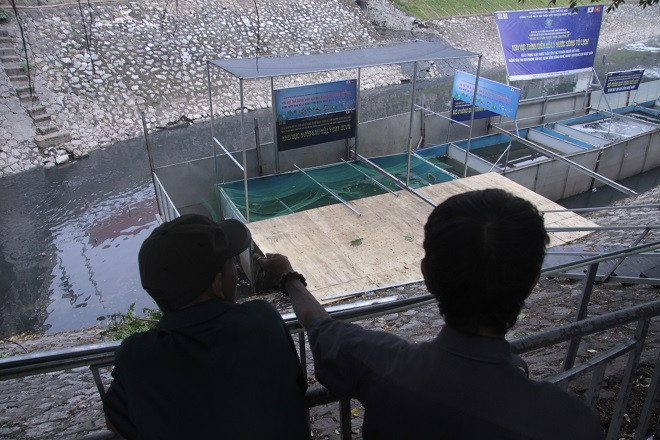 Cá Koi chết tại sông Tô Lịch nghi bị phá hoại ảnh 5