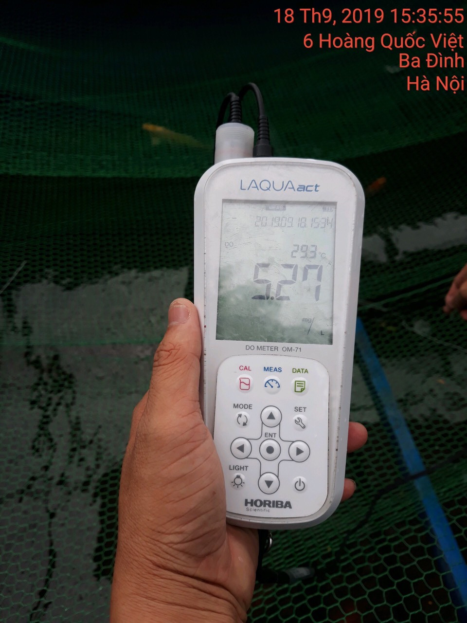 Cá Koi chết tại sông Tô Lịch nghi bị phá hoại ảnh 4