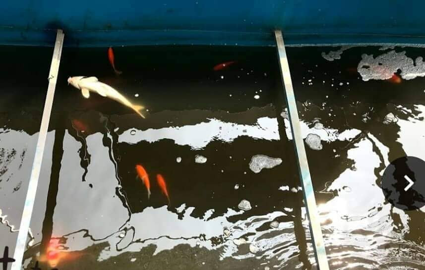 Cá Koi chết tại sông Tô Lịch nghi bị phá hoại ảnh 1