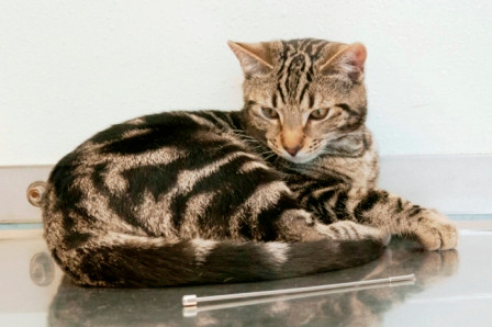 Alphie sau đó đã được các bác sĩ thú ý tiến hành phẫu thuật lấy đoạn ăng-ten ra 