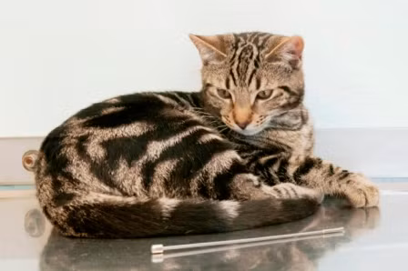 Alphie sau đó đã được các bác sĩ thú ý tiến hành phẫu thuật lấy đoạn ăng-ten ra 