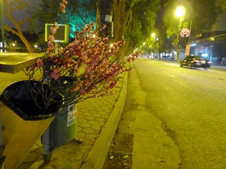 Giao thừa với một cành đào bỏ lại trong thùng rác