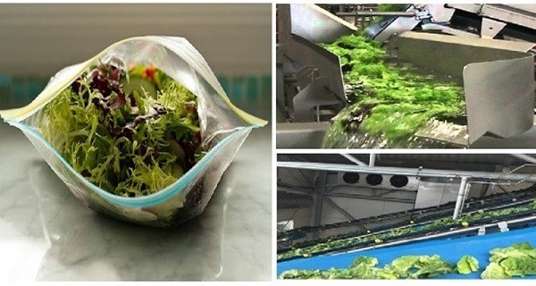  Đừng làm hủy hoại sức khỏe của mình bằng việc ăn rau sống nhiễm khuẩn. Ảnh minh họa 