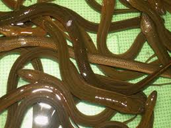  Thận trọng khi lựa chọn thịt tránh phải thịt chứa chất tạo nạc. 