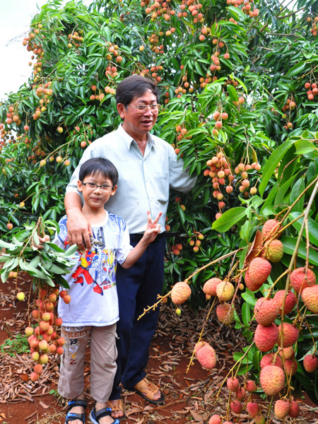 Mùa vải sớm trên trang trại ông Luyến. Mùa vải sớm trên trang trại ông Luyến