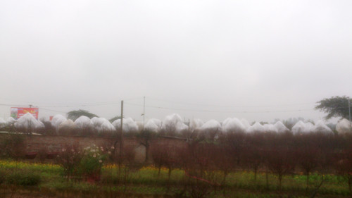 Một vườn đào ở Nhật Tân phủ kín ni-lông, thắp điện sưởi ấm cho đào kịp nở hoa. Ảnh: Tuấn Nguyễn