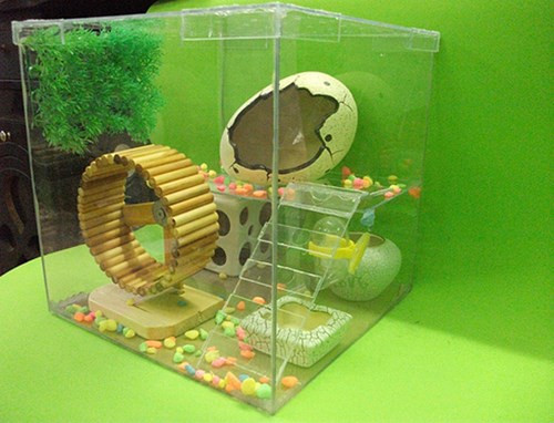 Thú chơi nhím cảnh kiếm tiền khủng của teen Việt ảnh 2