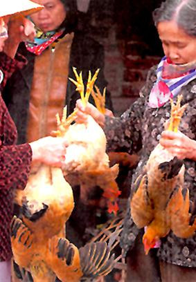 Không để dịch cúm gia cầm bùng phát ảnh 1