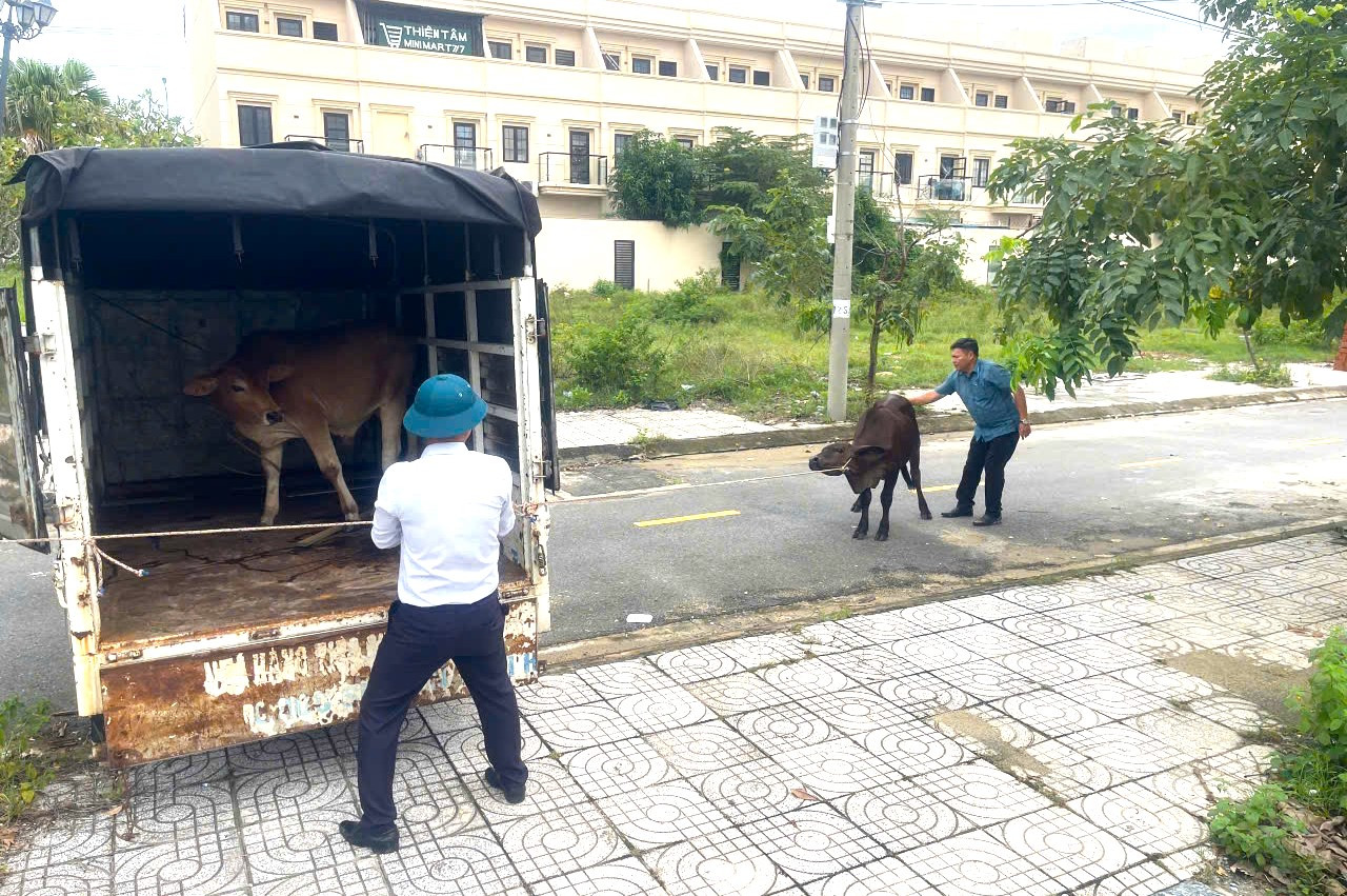Lực lượng chức năng thường xuyên kiểm tra, xử lý tình trạng thả rông trâu bò trên địa bàn phường Hòa Hiệp Nam.