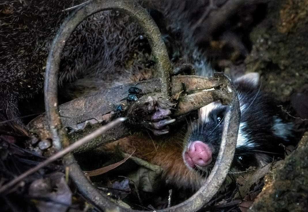 Con chồn bạc má dính bẫy đau đớn sau đó được giải cứu nhưng vết thương rất nặng. Ảnh:KL