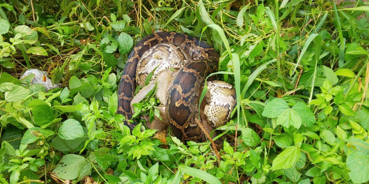 Khỉ bị trăn quấn chặt, khi gỡ ra đã chết. Khỉ bị trăn quấn chặt, khi gỡ ra đã chết.