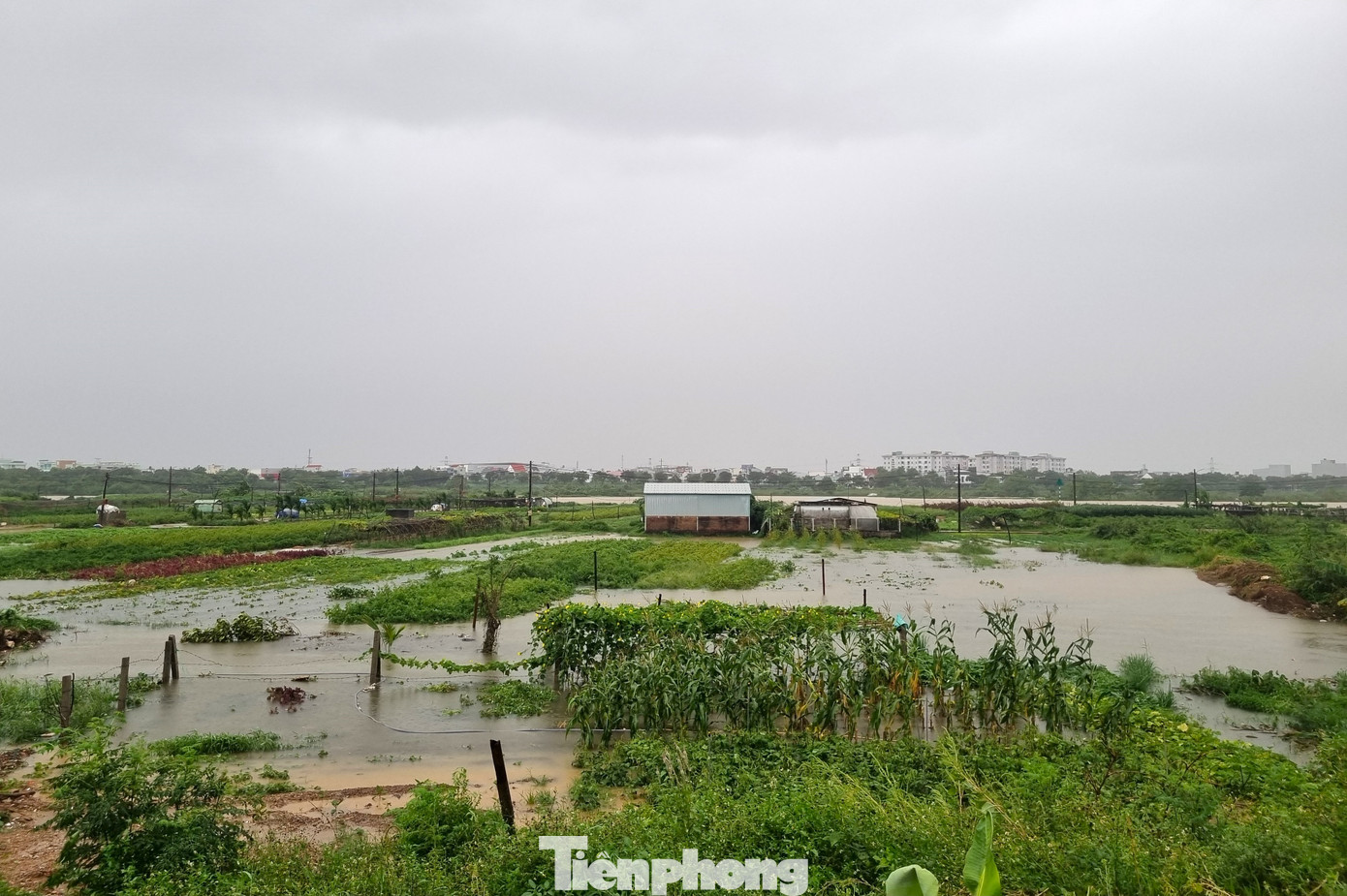 Nước sông Cẩm Lệ còn nhấn chìm làng rau sạch La Hường lớn nhất Đà Nẵng. Chỉ một vài loại rau trồng trên luống cao, thân cao còn nhô lên khỏi mặt nước. Từ chiều 11/6 nước đã mấp mé, đến sáng nay tràn vào toàn bộ khu đất bà con gieo trồng. Nhiều loại rau đến lúc thu hoạch không cắt kịp. Nước sông Cẩm Lệ còn nhấn chìm làng rau sạch La Hường lớn nhất Đà Nẵng. Chỉ một vài loại rau trồng trên luống cao, thân cao còn nhô lên khỏi mặt nước. Từ chiều 11/6 nước đã mấp mé, đến sáng nay tràn vào toàn bộ khu đất bà con gieo trồng. Nhiều loại rau đến lúc thu hoạch không cắt kịp.