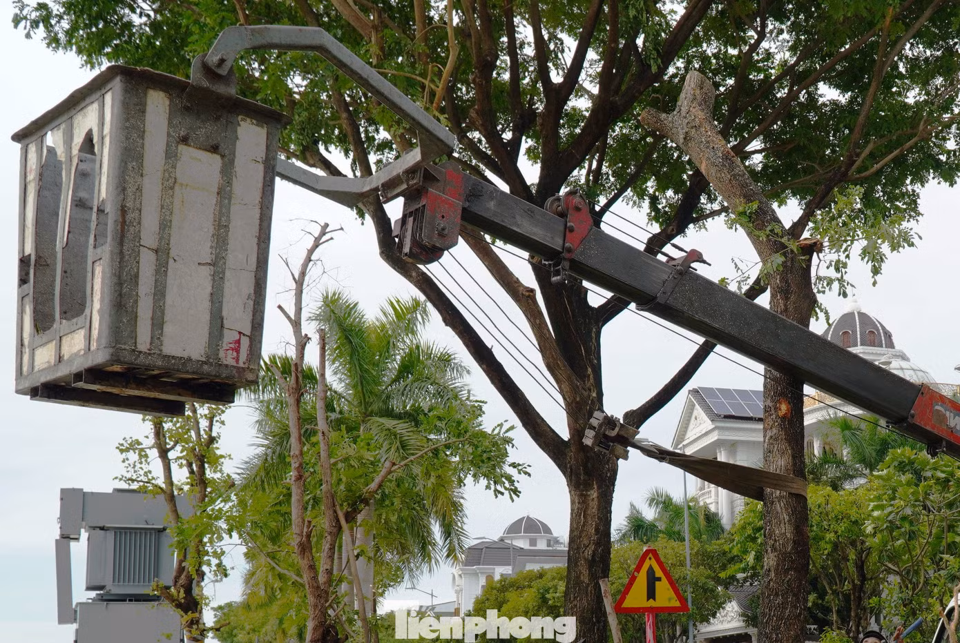 Công nhân buộc thân cây vào cần xe nâng và kéo cho cây thẳng lại. Các công nhân cho biết, những cây khi cắt thân, nhánh phải duy trì độ cao từ 2,5m, không cắt ngang thân ở vị trí thấp gây lãng phí. Công nhân buộc thân cây vào cần xe nâng và kéo cho cây thẳng lại. Các công nhân cho biết, những cây khi cắt thân, nhánh phải duy trì độ cao từ 2,5m, không cắt ngang thân ở vị trí thấp gây lãng phí.