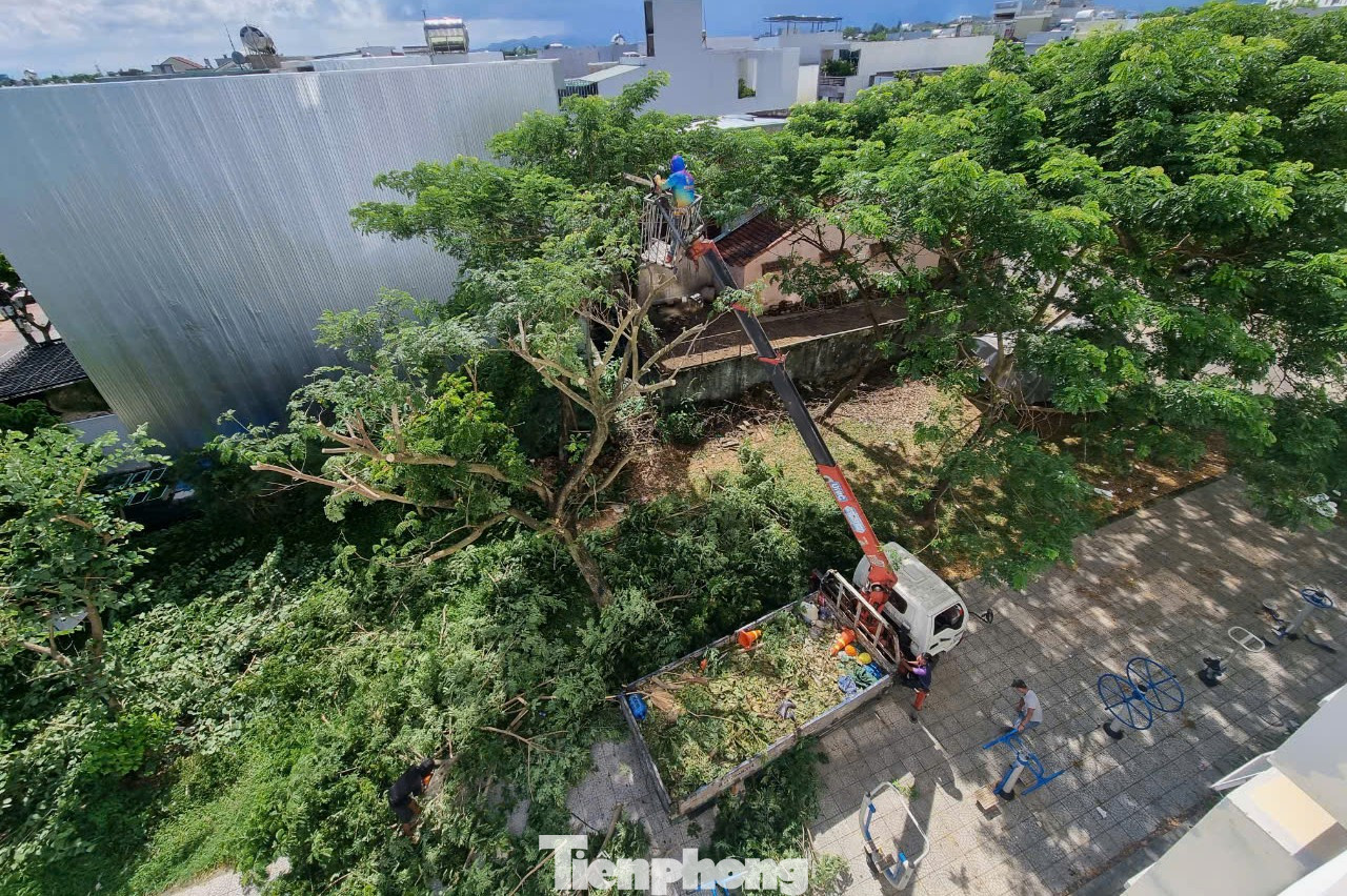 Năm nay, Đà Nẵng hoàn thành gia cố cọc chống cây xanh trước ngày 30/9, cắt tỉa cây xanh từ ngày 1/8 đến ngày 10/10. Thành phố cũng đẩy mạnh ứng dụng công nghệ thông tin (mạng xã hội, camera đường phố...) để kịp thời phát hiện, phối hợp xử lý thông tin giữa các cơ quan, đơn vị liên quan; hỗ trợ có hiệu quả công tác ứng phó, khắc phục bão đối với cây xanh đô thị tại hiện trường. Năm nay, Đà Nẵng hoàn thành gia cố cọc chống cây xanh trước ngày 30/9, cắt tỉa cây xanh từ ngày 1/8 đến ngày 10/10. Thành phố cũng đẩy mạnh ứng dụng công nghệ thông tin (mạng xã hội, camera đường phố...) để kịp thời phát hiện, phối hợp xử lý thông tin giữa các cơ quan, đơn vị liên quan; hỗ trợ có hiệu quả công tác ứng phó, khắc phục bão đối với cây xanh đô thị tại hiện trường.