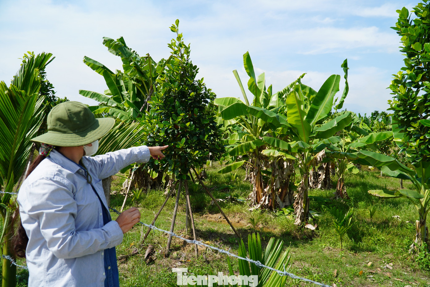 Khu đất bỏ hoang, ngập ngụa rác tại thôn Thái Lai trước đây (xã Hòa Nhơn, huyện Hòa Vang) nay là vườn chuối ngát xanh. Khu đất bỏ hoang, ngập ngụa rác tại thôn Thái Lai trước đây (xã Hòa Nhơn, huyện Hòa Vang) nay là vườn chuối ngát xanh.