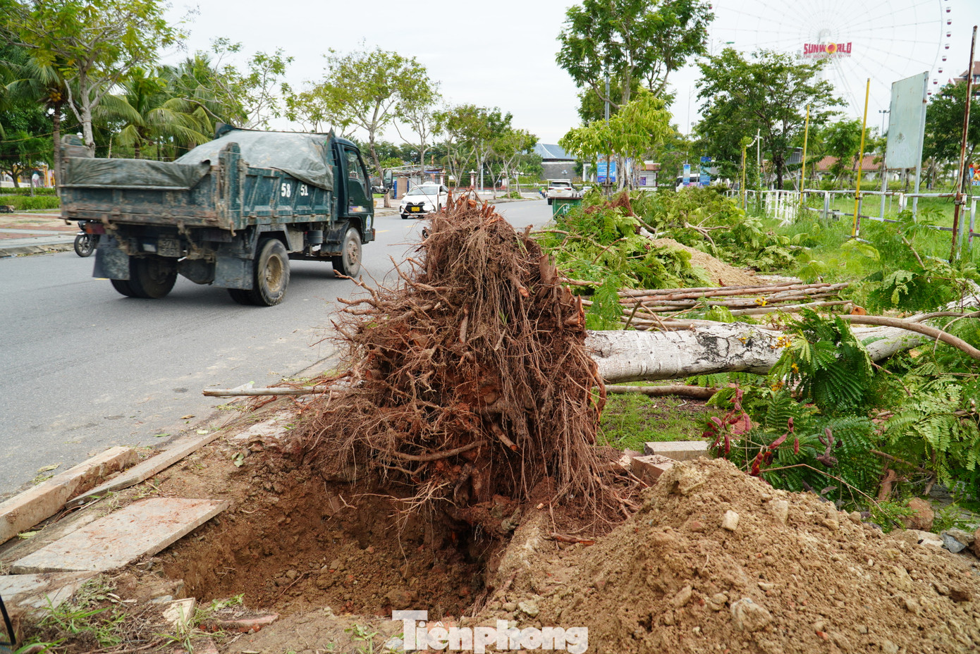 Cây xanh có đường kính nhỏ hơn 20cm bị ngã đổ nhưng còn rễ chính, rễ phụ và bầu rễ vẫn đảm bảo khả năng sinh trưởng sẽ được trồng lại. Hiện một số vị trí cây gãy đổ đã được đào sẵn hố chuẩn bị trồng lại. Cây xanh có đường kính nhỏ hơn 20cm bị ngã đổ nhưng còn rễ chính, rễ phụ và bầu rễ vẫn đảm bảo khả năng sinh trưởng sẽ được trồng lại. Hiện một số vị trí cây gãy đổ đã được đào sẵn hố chuẩn bị trồng lại.