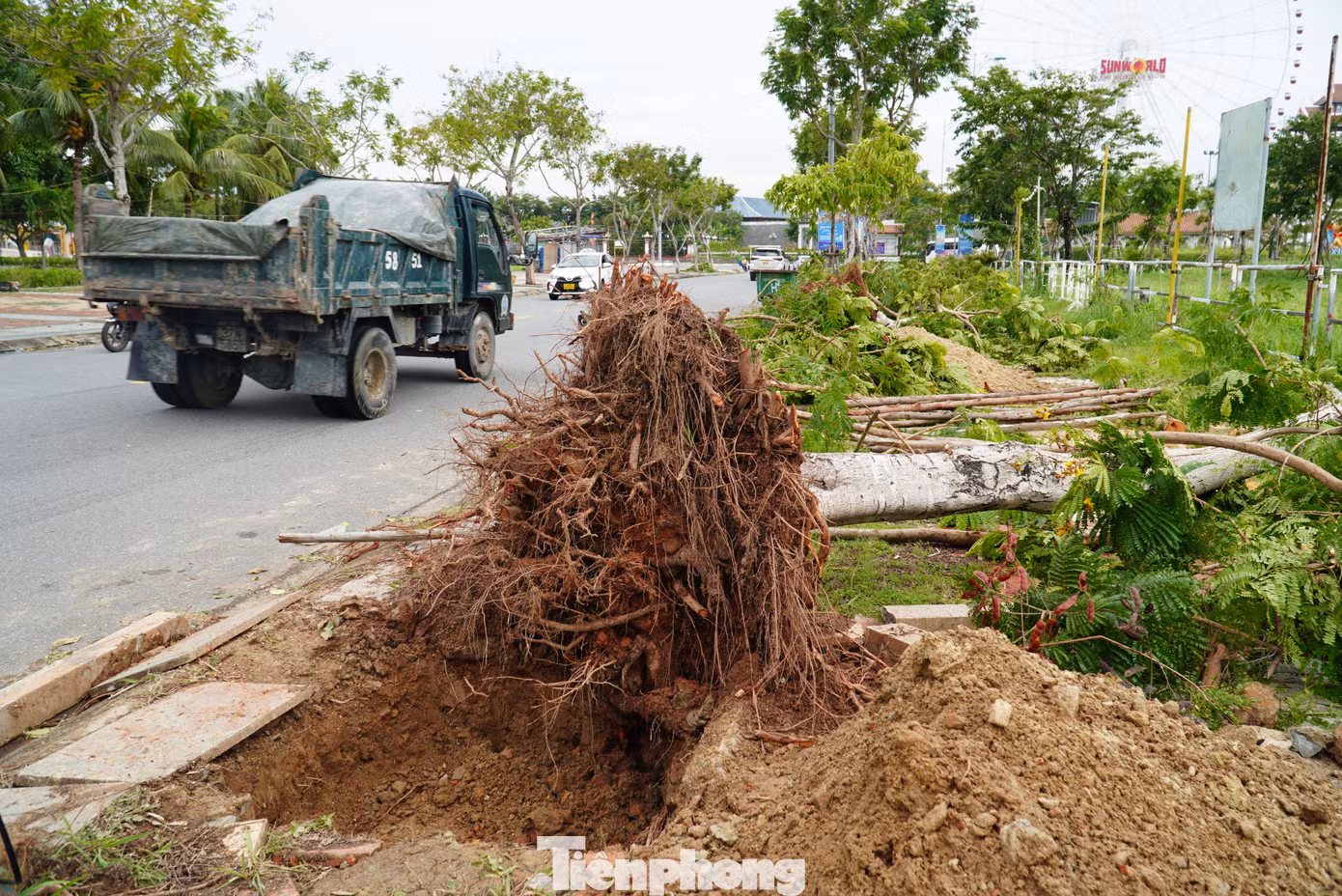 Cây xanh có đường kính nhỏ hơn 20cm bị ngã đổ nhưng còn rễ chính, rễ phụ và bầu rễ vẫn đảm bảo khả năng sinh trưởng sẽ được trồng lại. Hiện một số vị trí cây gãy đổ đã được đào sẵn hố chuẩn bị trồng lại. Cây xanh có đường kính nhỏ hơn 20cm bị ngã đổ nhưng còn rễ chính, rễ phụ và bầu rễ vẫn đảm bảo khả năng sinh trưởng sẽ được trồng lại. Hiện một số vị trí cây gãy đổ đã được đào sẵn hố chuẩn bị trồng lại.