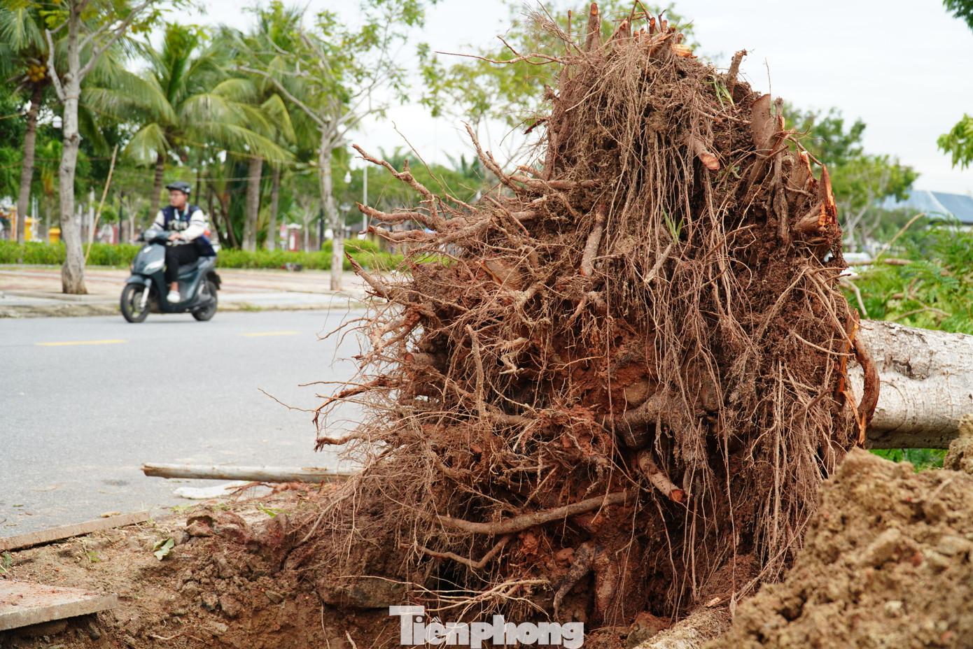 Khi bão đi qua, thành phố ưu tiên xử lý nhanh các cây xanh ngã đổ ra đường để đảm bảo lưu thông, các cây xanh ảnh hưởng đường dây điện, hệ thống cấp nước. Khi bão đi qua, thành phố ưu tiên xử lý nhanh các cây xanh ngã đổ ra đường để đảm bảo lưu thông, các cây xanh ảnh hưởng đường dây điện, hệ thống cấp nước.
