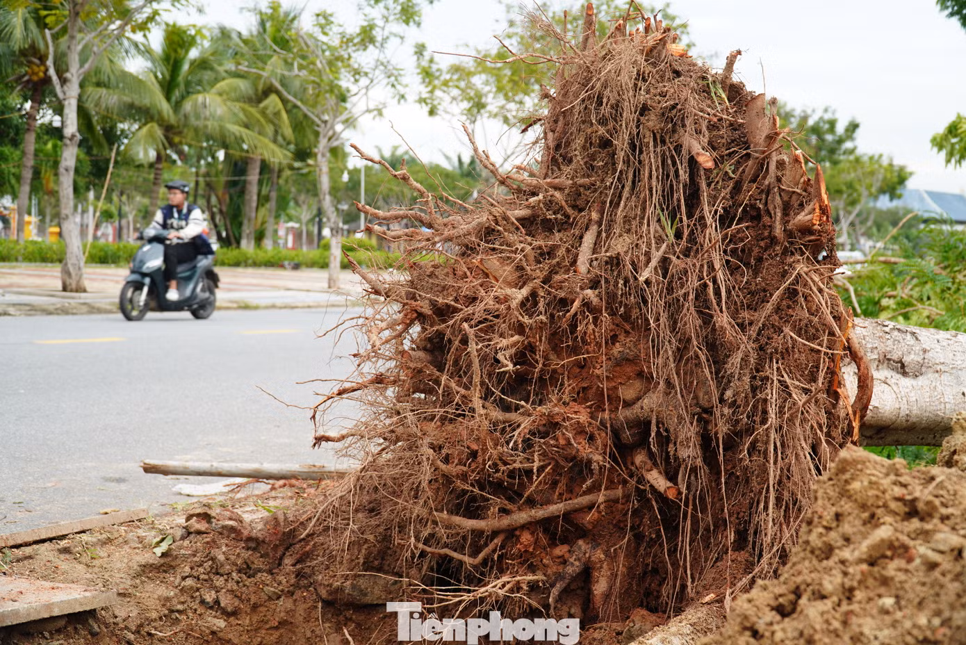 Khi bão đi qua, thành phố ưu tiên xử lý nhanh các cây xanh ngã đổ ra đường để đảm bảo lưu thông, các cây xanh ảnh hưởng đường dây điện, hệ thống cấp nước. Khi bão đi qua, thành phố ưu tiên xử lý nhanh các cây xanh ngã đổ ra đường để đảm bảo lưu thông, các cây xanh ảnh hưởng đường dây điện, hệ thống cấp nước.
