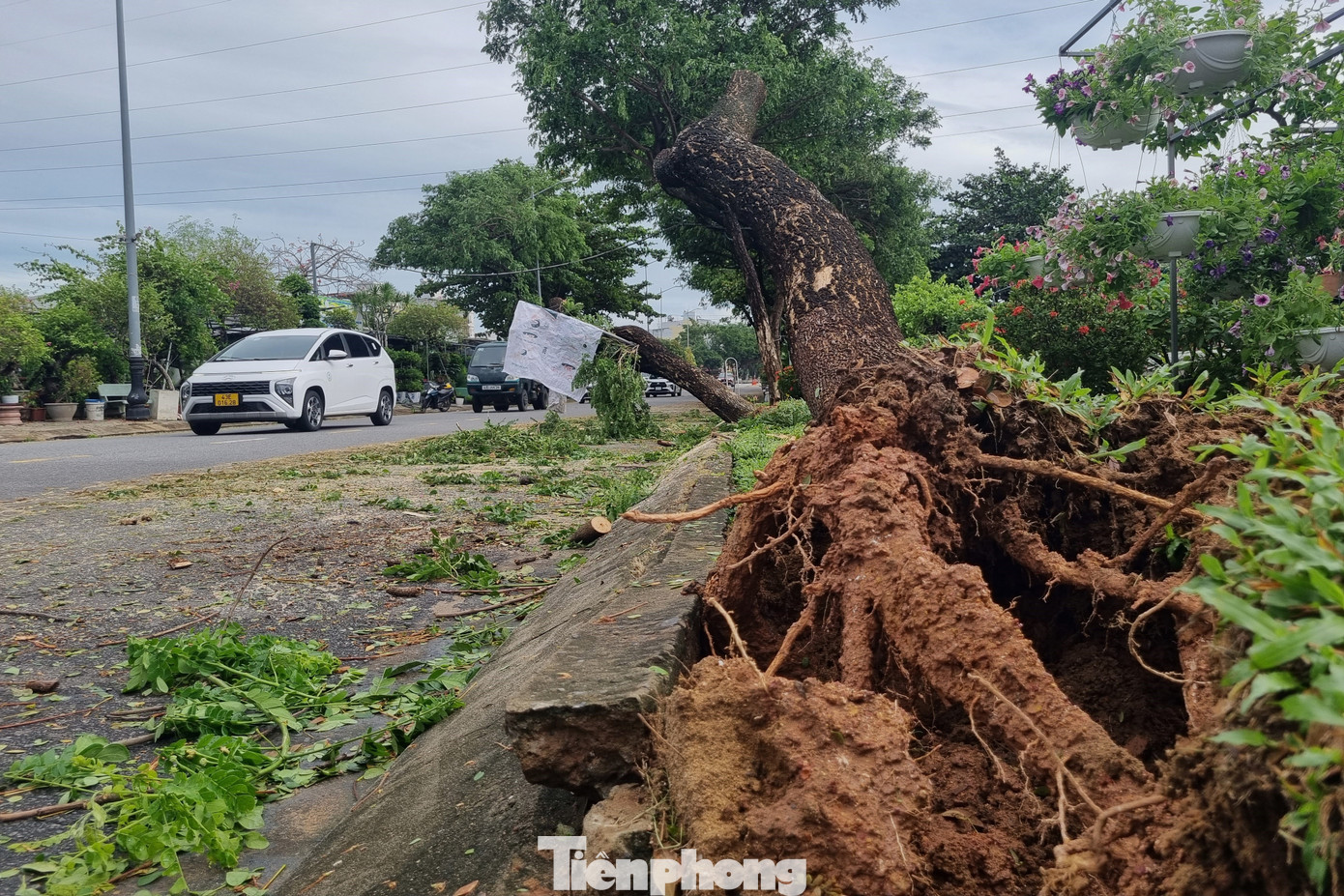 Từ rạng sáng 27/10, khi gió bão Trà Mi bắt đầu quét mạnh vào Đà Nẵng, cây xanh trên nhiều tuyến đường đã bật gốc. Nhiều cây trồng lâu năm, to lớn vẫn không trụ được trước gió bão. Theo thống kê của Ban Chỉ huy phòng chống thiên tai, tìm kiếm cứu nạn và phòng thủ dân sự TP Đà Nẵng, bão Trà Mi làm hơn 900 cây xanh ngã đổ. Ảnh: Thanh Hiền. Từ rạng sáng 27/10, khi gió bão Trà Mi bắt đầu quét mạnh vào Đà Nẵng, cây xanh trên nhiều tuyến đường đã bật gốc. Nhiều cây trồng lâu năm, to lớn vẫn không trụ được trước gió bão. Theo thống kê của Ban Chỉ huy phòng chống thiên tai, tìm kiếm cứu nạn và phòng thủ dân sự TP Đà Nẵng, bão Trà Mi làm hơn 900 cây xanh ngã đổ. Ảnh: Thanh Hiền.