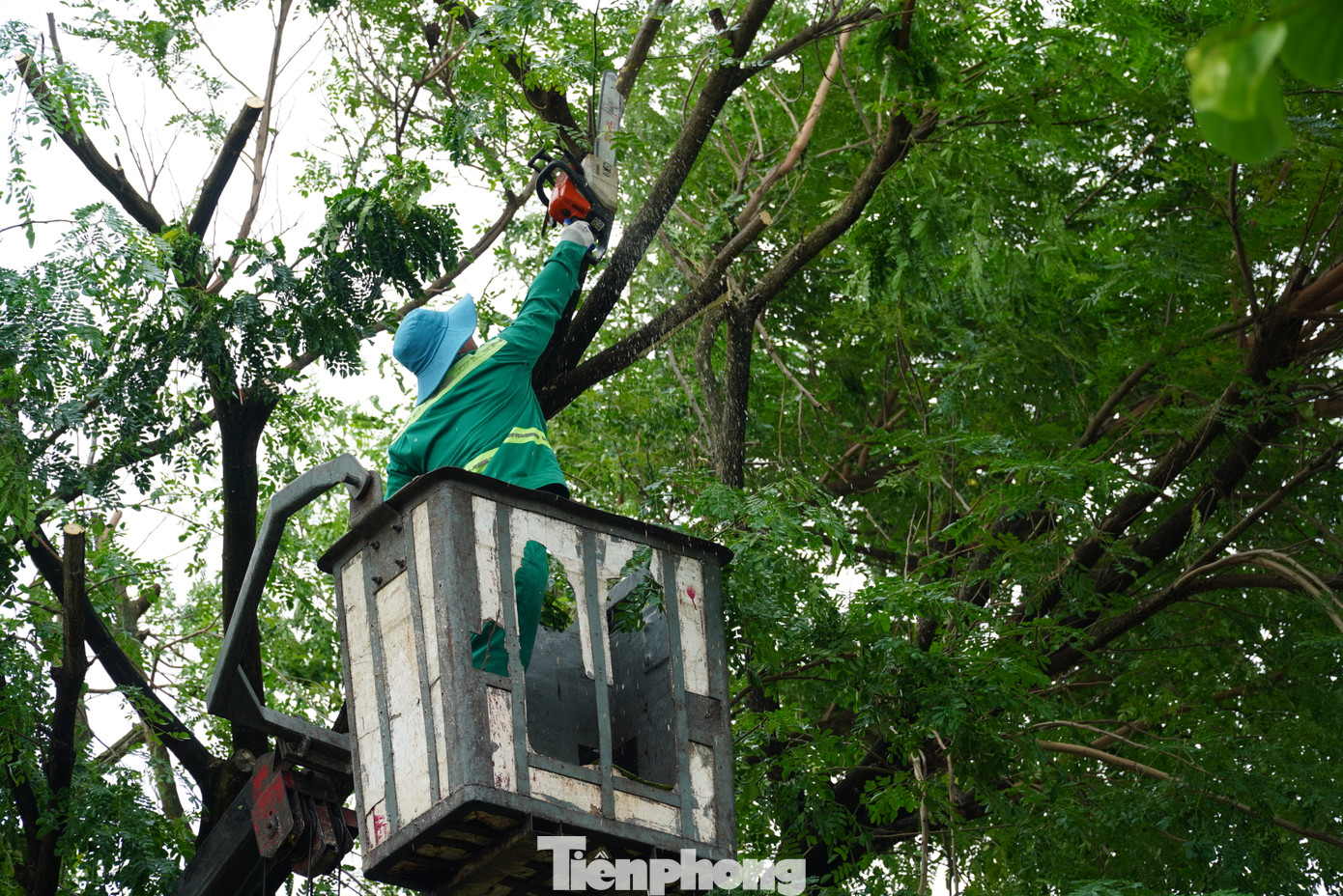 Những cây bị nghiêng trước khi chống đỡ cũng được công nhân cắt cành để giảm bớt sức nặng, dễ ổn định hơn. Trong ngày 28/10, sau khi cơn bão Trà Mi qua đi, trên các tuyến đường, hàng loạt cây xanh bị nghiêng đã được cắt bớt cành. Những cây bị nghiêng trước khi chống đỡ cũng được công nhân cắt cành để giảm bớt sức nặng, dễ ổn định hơn. Trong ngày 28/10, sau khi cơn bão Trà Mi qua đi, trên các tuyến đường, hàng loạt cây xanh bị nghiêng đã được cắt bớt cành.