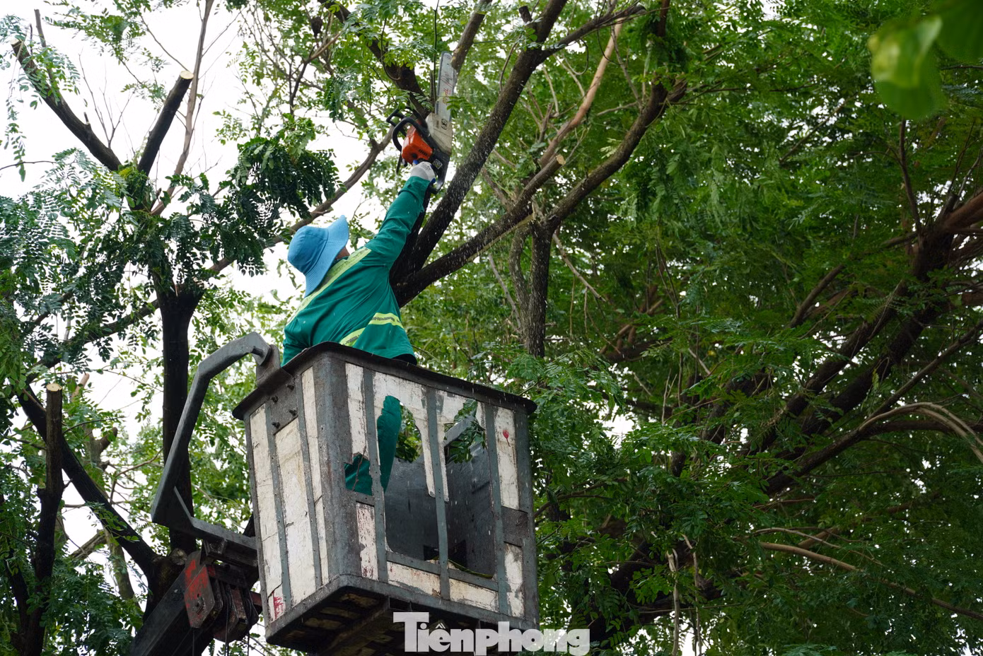 Những cây bị nghiêng trước khi chống đỡ cũng được công nhân cắt cành để giảm bớt sức nặng, dễ ổn định hơn. Trong ngày 28/10, sau khi cơn bão Trà Mi qua đi, trên các tuyến đường, hàng loạt cây xanh bị nghiêng đã được cắt bớt cành. Những cây bị nghiêng trước khi chống đỡ cũng được công nhân cắt cành để giảm bớt sức nặng, dễ ổn định hơn. Trong ngày 28/10, sau khi cơn bão Trà Mi qua đi, trên các tuyến đường, hàng loạt cây xanh bị nghiêng đã được cắt bớt cành.
