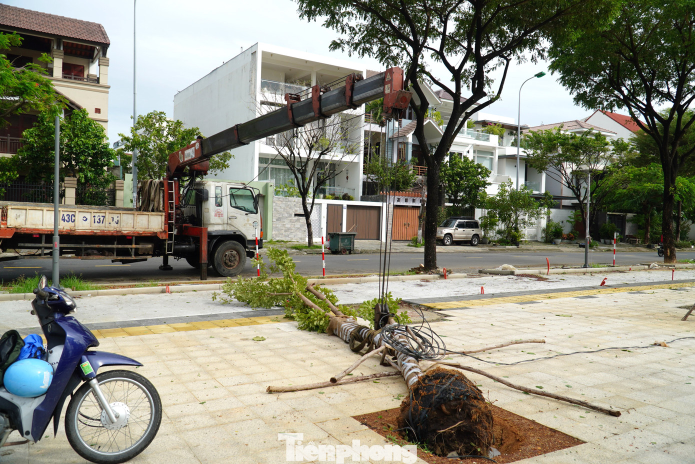Cây xanh có đường kính nhỏ hơn 20cm bị ngã đổ nhưng còn rễ chính, rễ phụ và bầu rễ vẫn đảm bảo khả năng sinh trưởng sẽ được trồng lại. Hiện một số vị trí cây gãy đổ đã được đào sẵn hố chuẩn bị trồng lại. Cây xanh có đường kính nhỏ hơn 20cm bị ngã đổ nhưng còn rễ chính, rễ phụ và bầu rễ vẫn đảm bảo khả năng sinh trưởng sẽ được trồng lại. Hiện một số vị trí cây gãy đổ đã được đào sẵn hố chuẩn bị trồng lại.