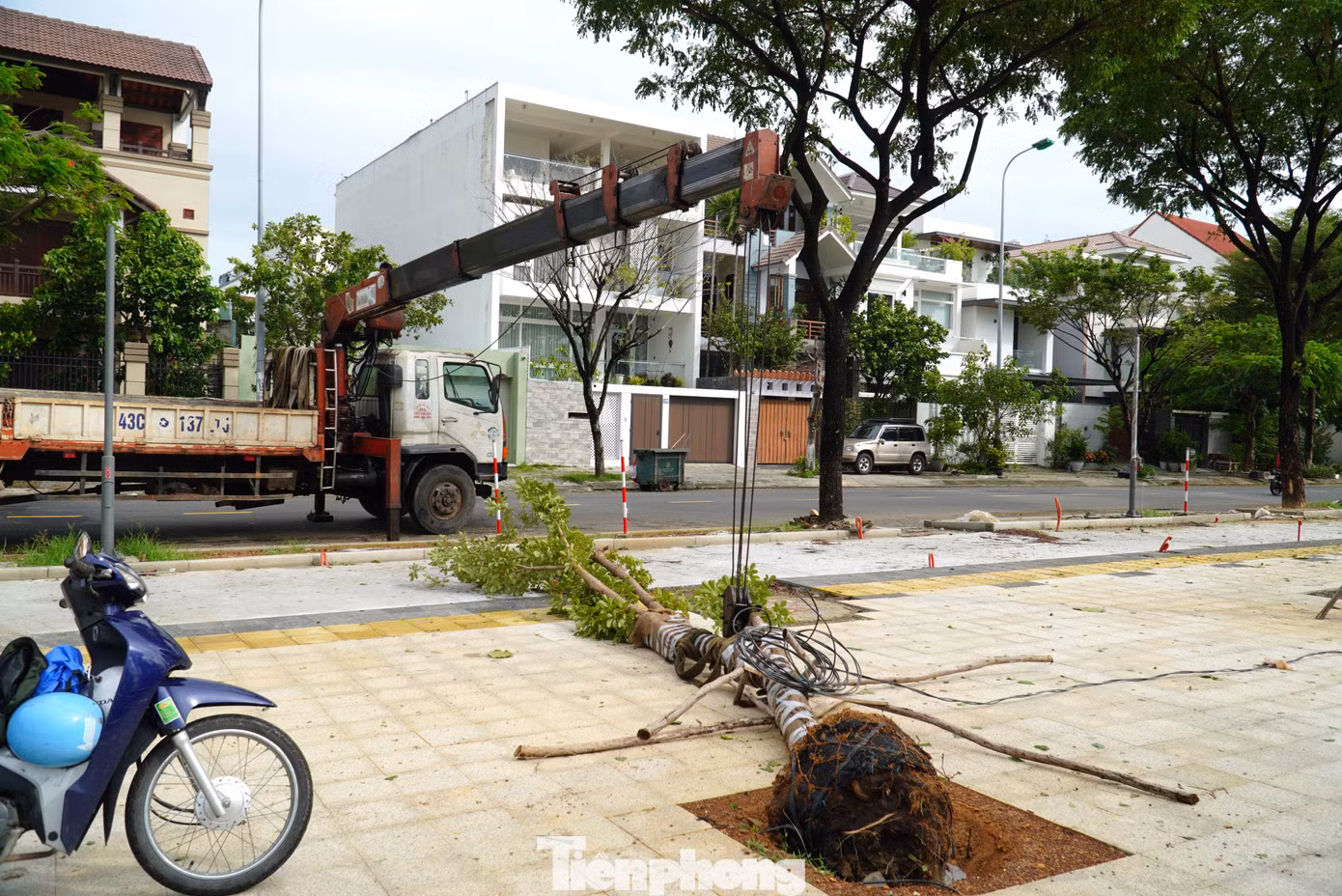 Cây xanh có đường kính nhỏ hơn 20cm bị ngã đổ nhưng còn rễ chính, rễ phụ và bầu rễ vẫn đảm bảo khả năng sinh trưởng sẽ được trồng lại. Hiện một số vị trí cây gãy đổ đã được đào sẵn hố chuẩn bị trồng lại. Cây xanh có đường kính nhỏ hơn 20cm bị ngã đổ nhưng còn rễ chính, rễ phụ và bầu rễ vẫn đảm bảo khả năng sinh trưởng sẽ được trồng lại. Hiện một số vị trí cây gãy đổ đã được đào sẵn hố chuẩn bị trồng lại.