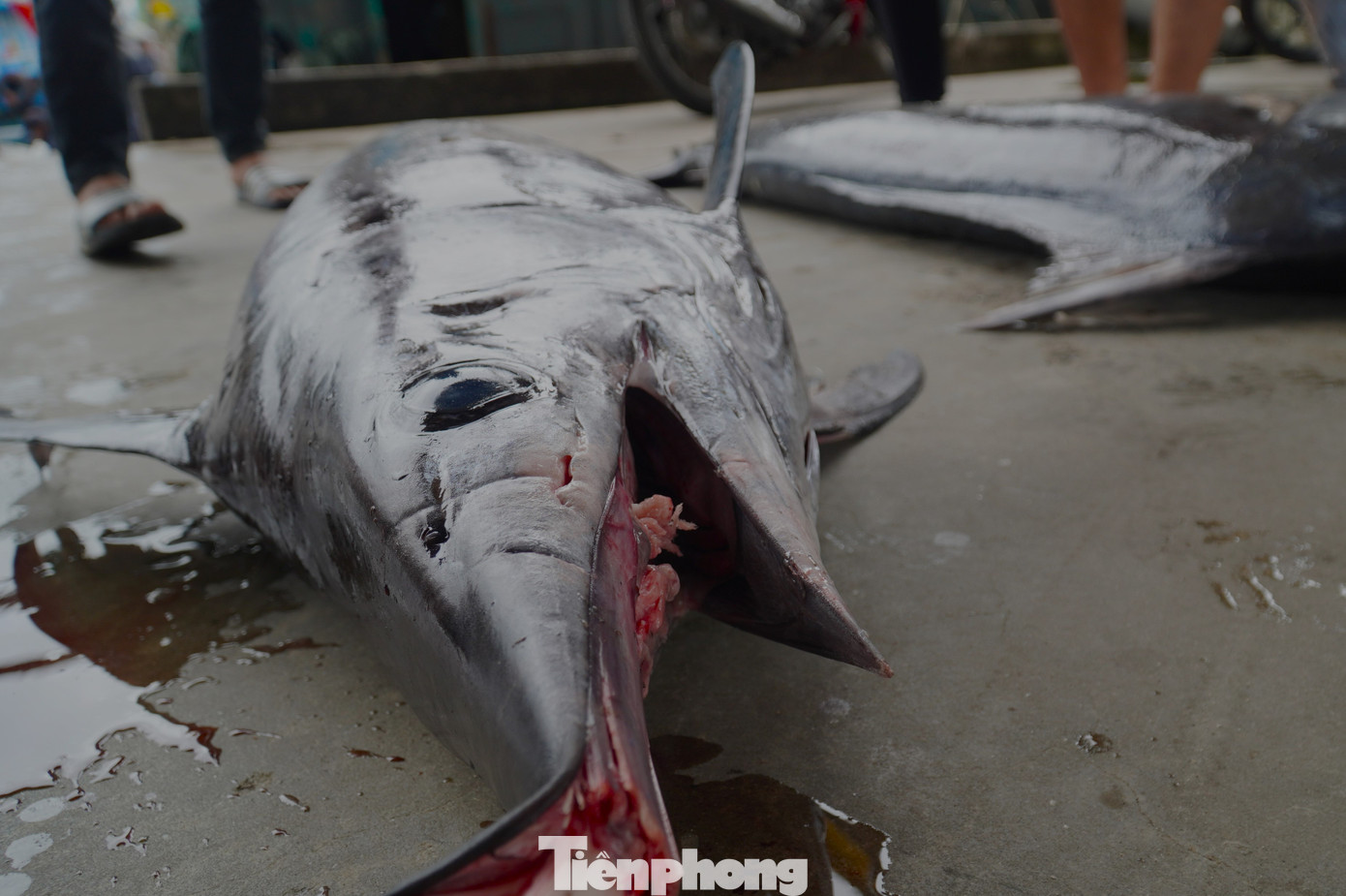 Ông Huỳnh Cư Dũng - ngư dân quận Sơn Trà - cho hay ngay sau khi tàu vào, các thương lái đã tìm mua cá khủng. Trong buổi sáng đã bán một số cá ngừ, cá cờ, cá nhám. Số còn lại để trên thuyền đợi bạn hàng đến lấy trong chiều. "Gặp được cá lớn anh em phấn khởi lắm, chỉ cần chục con là chuyến đó coi như ấm áp rồi", ông Dũng hồ hởi nói.