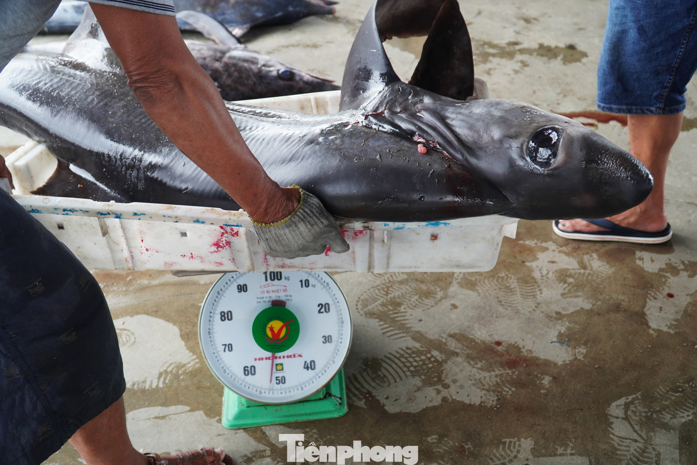 Những con cá to, nặng bằng một người lớn. Thùng xe tải chỉ đủ chỗ chứa hai, ba con.