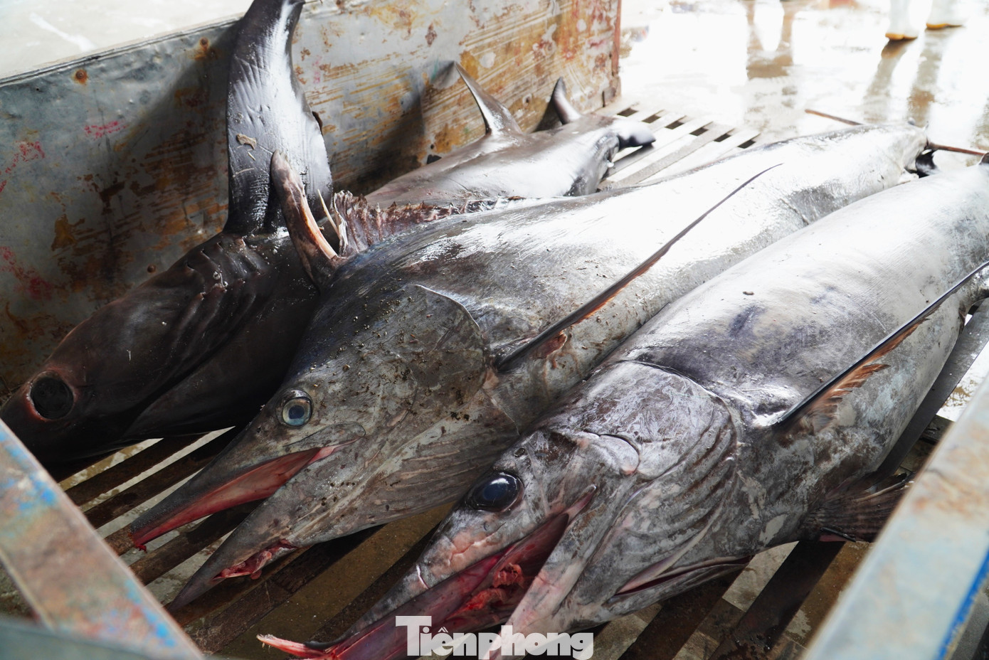 Những con cá to, nặng bằng một người lớn. Thùng xe tải chỉ đủ chỗ chứa hai, ba con.