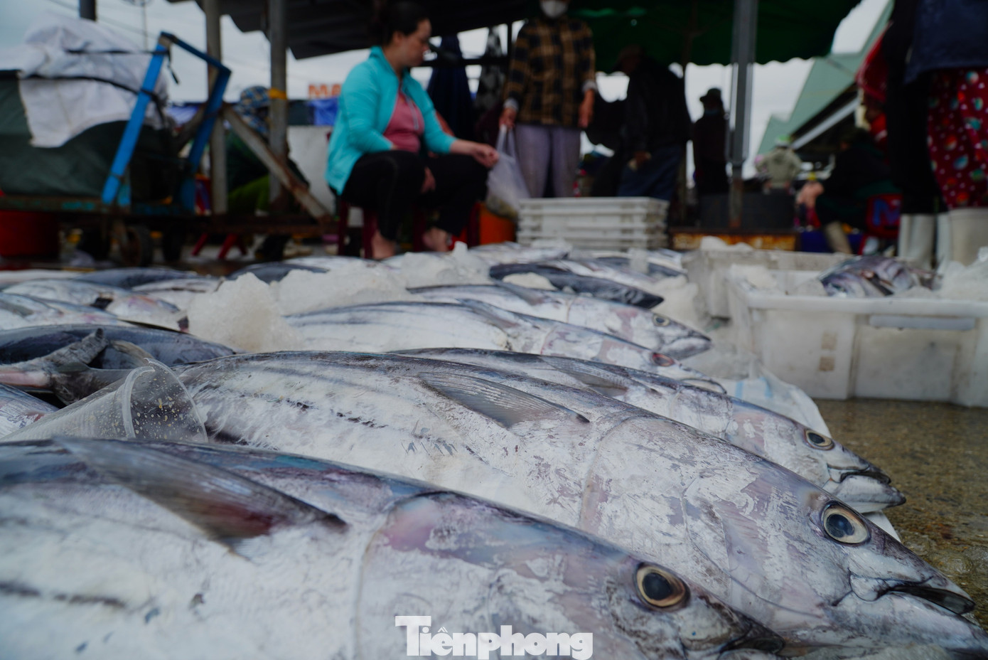 Theo các ngư dân, từ sau Tết đến tháng 5 âm lịch, cá ngừ và cá thu rất nhiều. Giá bán sỉ tại cảng cá ngừ khoảng 60.000 đồng/kg, cá thu 100.000 đồng/kg. "Sau chuyến biển này, chúng tôi về nghỉ ngơi lấy sức khoảng chục ngày rồi đi lại. Hy vọng chuyến sau cũng đánh bắt thuận lợi như vậy, gặp được cá ngừ đại dương nữa thì trúng mánh", ông Dũng cười.