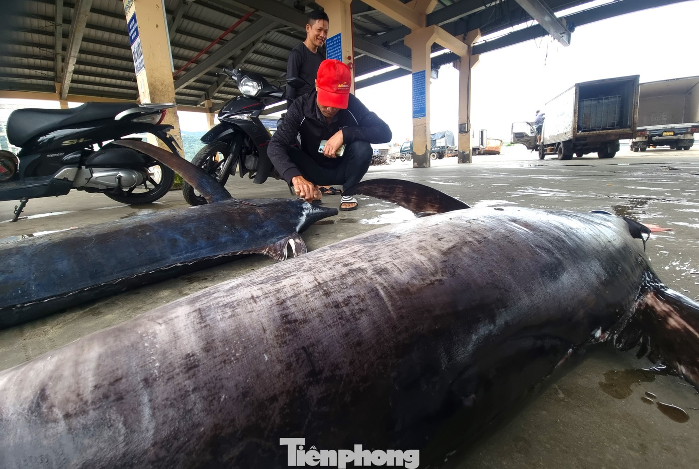 Ông Huỳnh Cư Dũng - ngư dân quận Sơn Trà - cho hay ngay sau khi tàu vào, các thương lái đã tìm mua cá khủng. Trong buổi sáng đã bán một số cá ngừ, cá cờ, cá nhám. Số còn lại để trên thuyền đợi bạn hàng đến lấy trong chiều. "Gặp được cá lớn anh em phấn khởi lắm, chỉ cần chục con là chuyến đó coi như ấm áp rồi", ông Dũng hồ hởi nói.