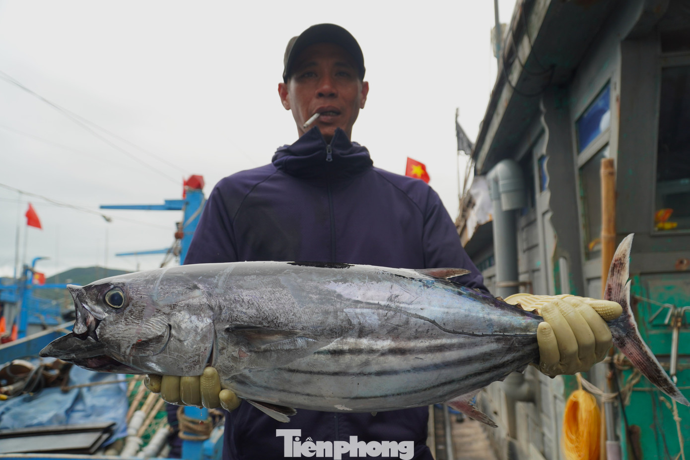 Ngoài cá lớn, ngư dân miền Trung cũng đánh bắt được nhiều cá ngừ, cá thu loại trên dưới 5kg từ ngư trường Hoàng Sa.