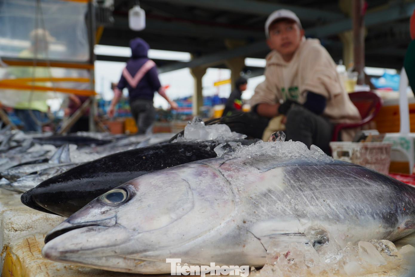"Những con cá "khủng" này không bao giờ lo ế. Khách ở các nơi khác, đặc biệt Hà Nội đặt liên tục. Sáng nay nghe tàu vào báo có cá ngừ đại dương, tôi đã chốt nhanh một con hơn 50kg", chị Hồng Trinh, một tiểu thương tại cảng cá Thọ Quang chia sẻ.