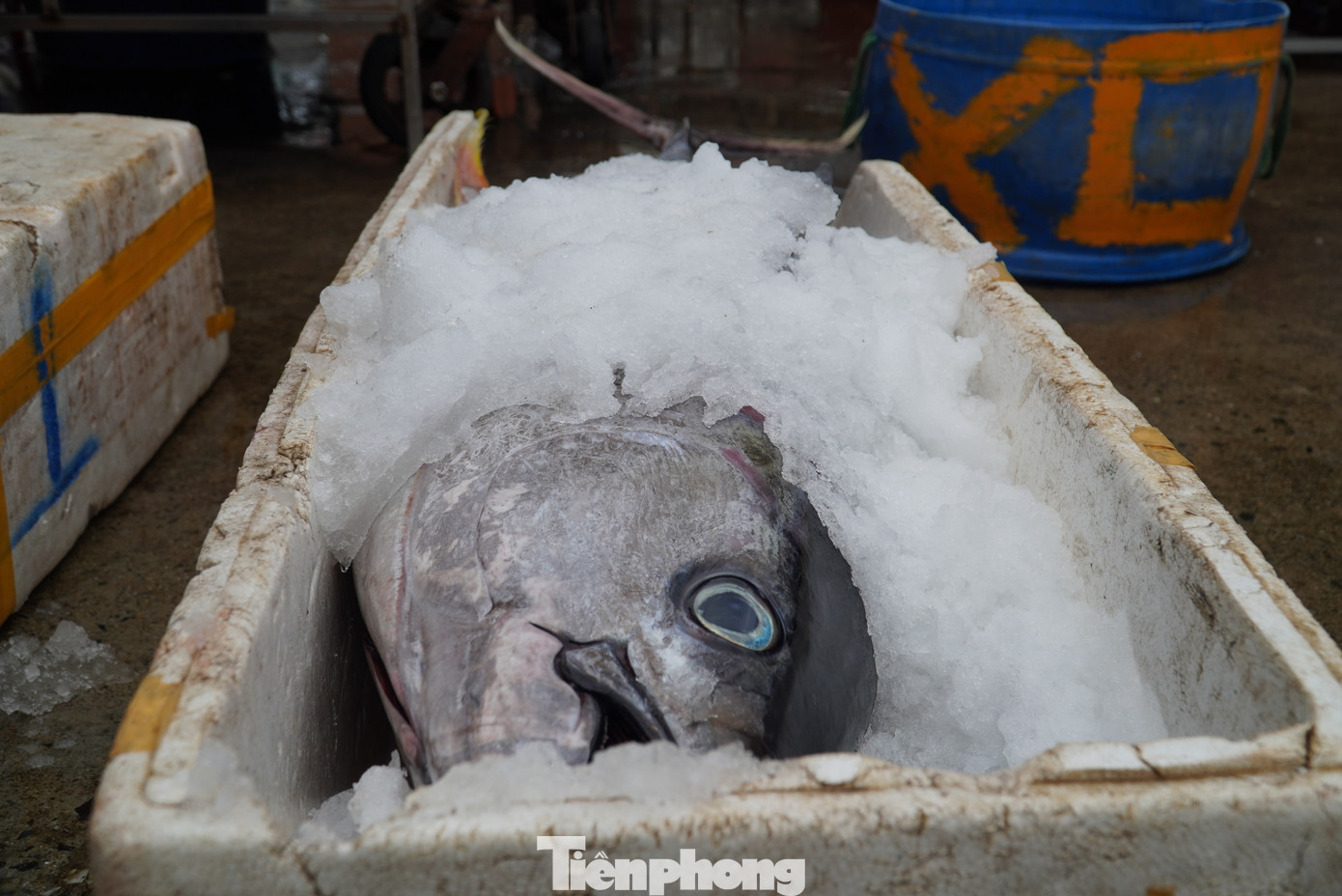 Cá ngừ to nằm choán hết thùng xốp loại lớn. Con cá này đã được một khách từ Hà Nội đặt hàng, chủ vựa cá sẽ cắt, hút túi chân không rồi giao cho khách.