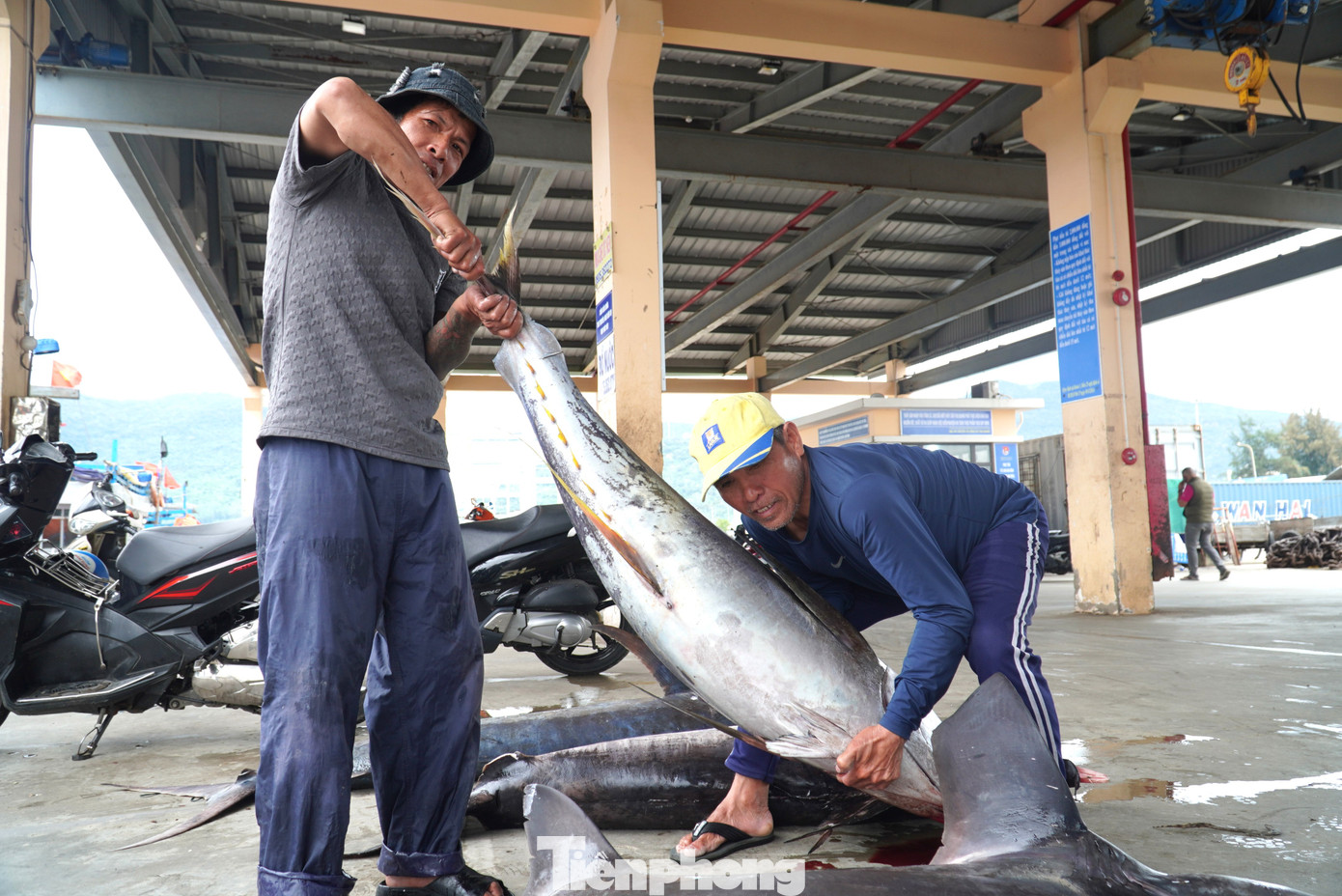Theo các ngư dân, từ ra Tết đến nay rất hiếm tàu đánh được cá lớn. Tàu ĐNa 90439 ra ngư trường Hoàng Sa cách đây nửa tháng. Khi cập cảng, ngoài mẻ cá ngừ loại trên dưới 5kg, tàu còn trúng nhiều cá "khủng".