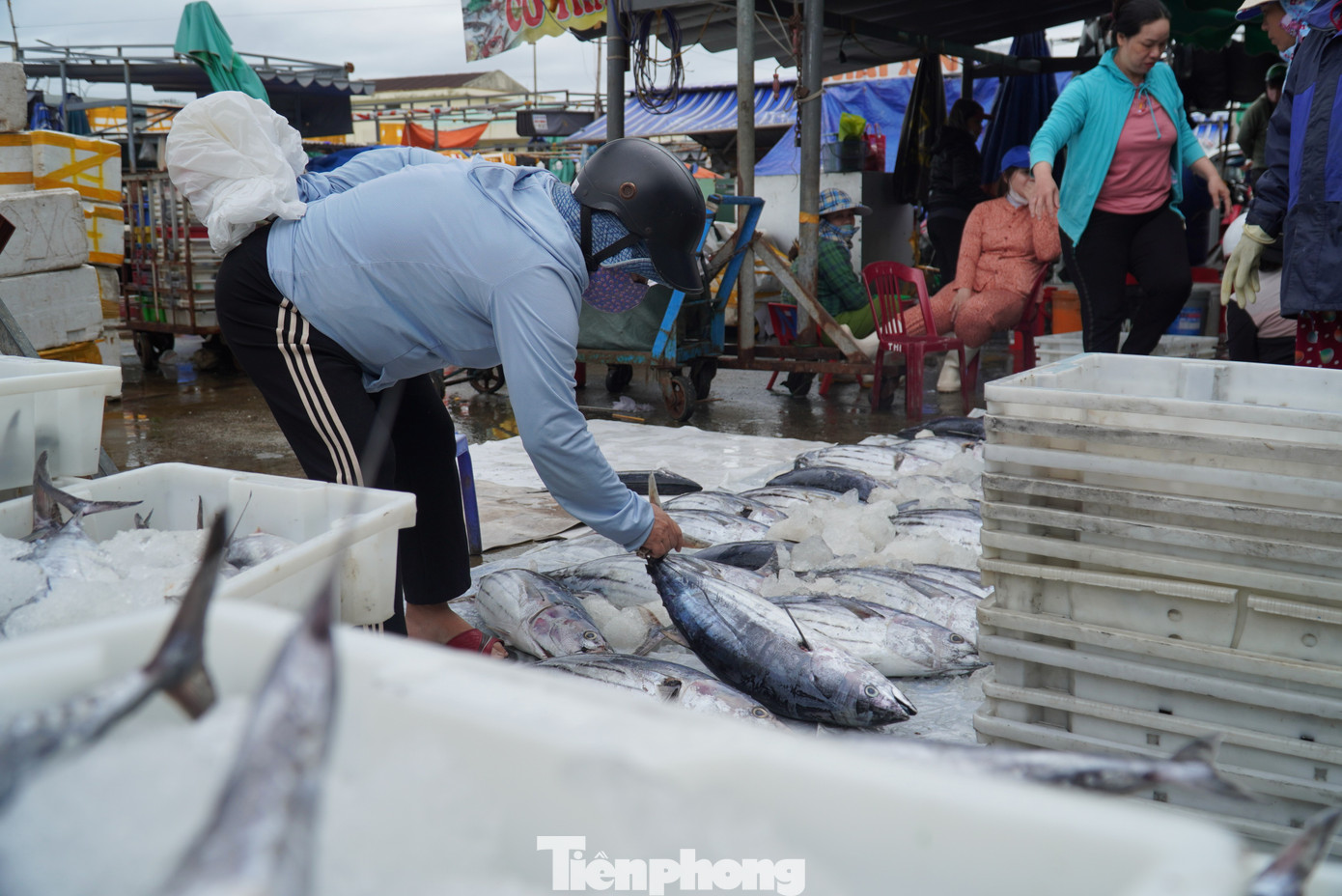 Theo các ngư dân, từ sau Tết đến tháng 5 âm lịch, cá ngừ và cá thu rất nhiều. Giá bán sỉ tại cảng cá ngừ khoảng 60.000 đồng/kg, cá thu 100.000 đồng/kg. "Sau chuyến biển này, chúng tôi về nghỉ ngơi lấy sức khoảng chục ngày rồi đi lại. Hy vọng chuyến sau cũng đánh bắt thuận lợi như vậy, gặp được cá ngừ đại dương nữa thì trúng mánh", ông Dũng cười.